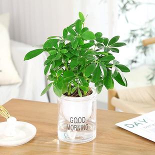 速发七叶莲木培植物室内鸭内水绿萝室脚桌面盆栽花卉易养
