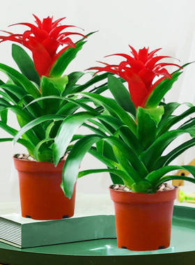 鸿运当头盆栽家养花卉植物室内客厅摆放的花四季好养活年宵花卉