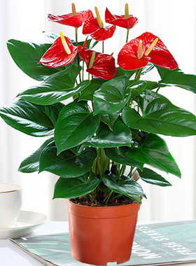 室内红掌盆栽带花绿色植物盆栽水培好养大盆粉掌白掌一帆风顺盆栽