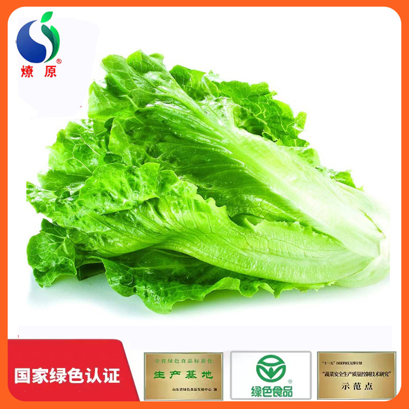 燎原绿色生菜国家绿色认证产地直销 宝宝食用 2斤顺丰包邮