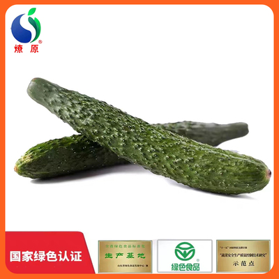 燎原 Shandong Green Long Cucumber Fresh Bervante Woman ест добавочную пищу зеленого цвета и собирает овощные базы