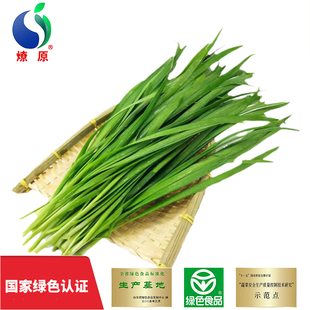 新鲜蔬菜基地新鲜现割发货 爆款 燎原绿色韭菜2斤国家绿色认证 当季