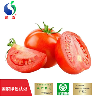 包邮 4斤 生吃番茄新鲜蔬菜孕妇宝宝健康辅食 燎原绿色西红柿