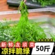 龙须菜新鲜海菜凉拌龙须菜海藻火锅凉拌菜龙须草鹿角菜