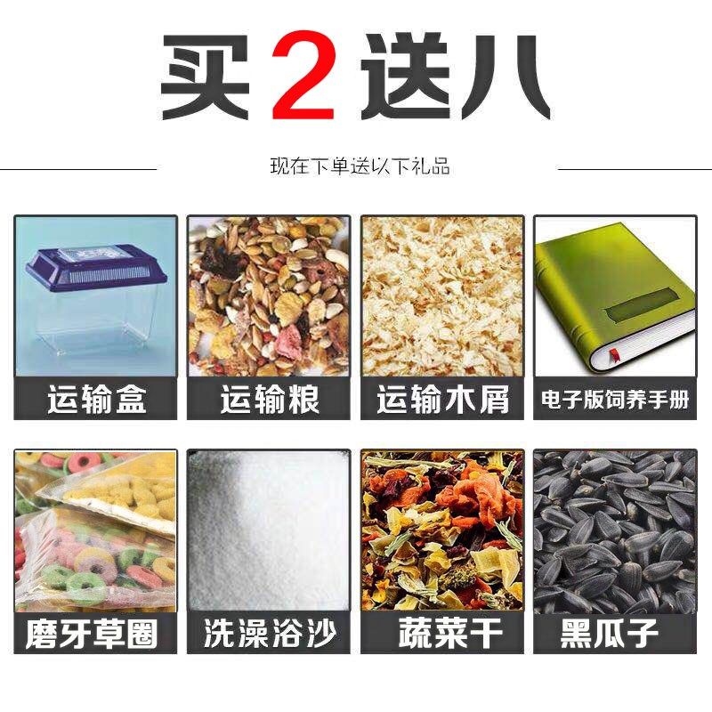 笼子一对单只情侣巨型宠物公主怀孕银狐苍鼠稀有可爱小仓鼠活物带在类目 宠物/宠物食品及用品, 仓鼠类及其它小宠, 仓鼠中 - 来自Buy2taobao.com提供专业的淘宝代购服务