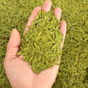 2026新茶工艺天花板绿茶开园头采小米芽黄绿板乌牛早茶叶50克罐装