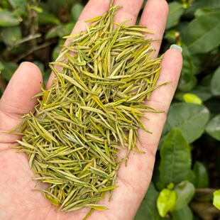 (昆铜奶粉香白茶)2026年奶香白茶稠滑润甜高山绿茶100克罐装
