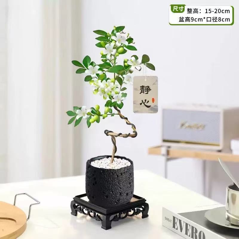 九里香盆栽桌面绿植摆件
