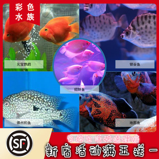 热带黑白地图鱼银谷鱼元宝财神鹦鹉梅花鱼红眼招财战船风水观赏鱼