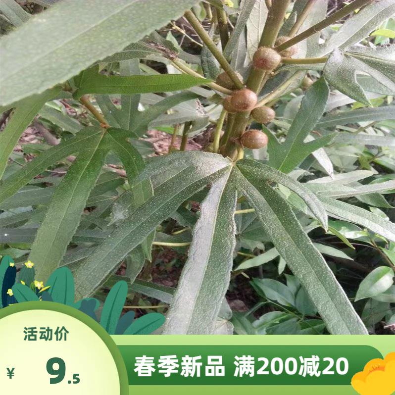 正宗广西五指毛桃种子五叉虎中药才七指种苗南北方四季种植中药材