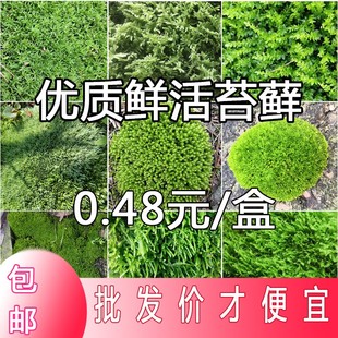 苔藓景观白发藓鲜活青苔种子盆栽铺面假山水陆缸生态瓶造景植物