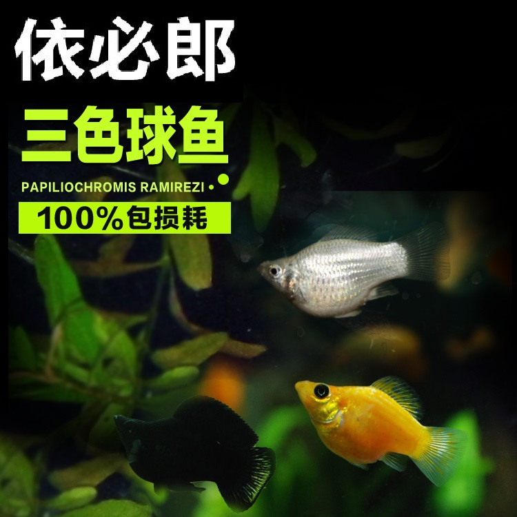 金银黑皮球鱼玛丽鱼 除油膜 剑尾鱼热带观赏鱼胎生鱼红玛丽鱼