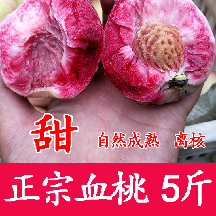 湖北血桃朱猪砂红离核桃