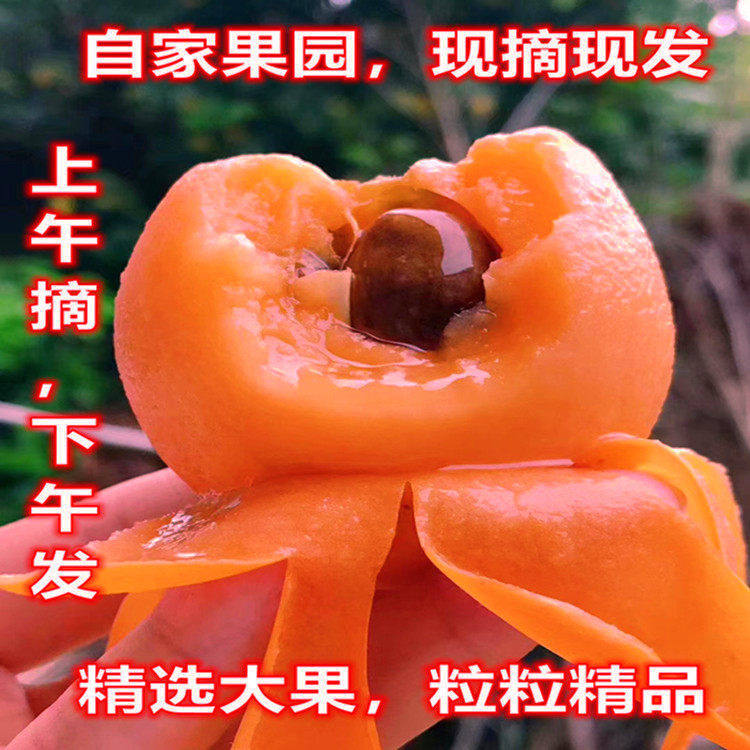 顺丰包邮福建莆田枇杷香甜多汁当季新鲜水果3/5/10斤孕妇琵琶大果