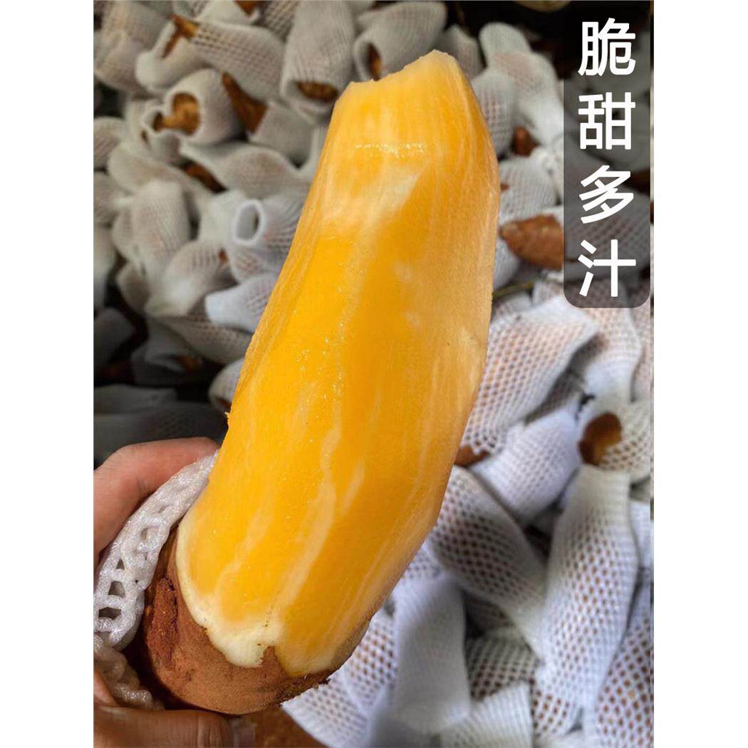 天山雪莲果现挖新鲜红心
