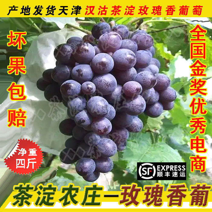 茶淀农庄-天津汉沽茶淀玫瑰香葡萄新鲜水果孕妇儿童水果净重四斤