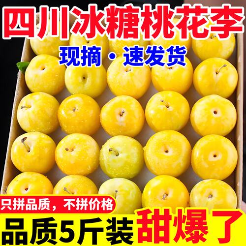 正宗冰糖李桃花李新鲜李