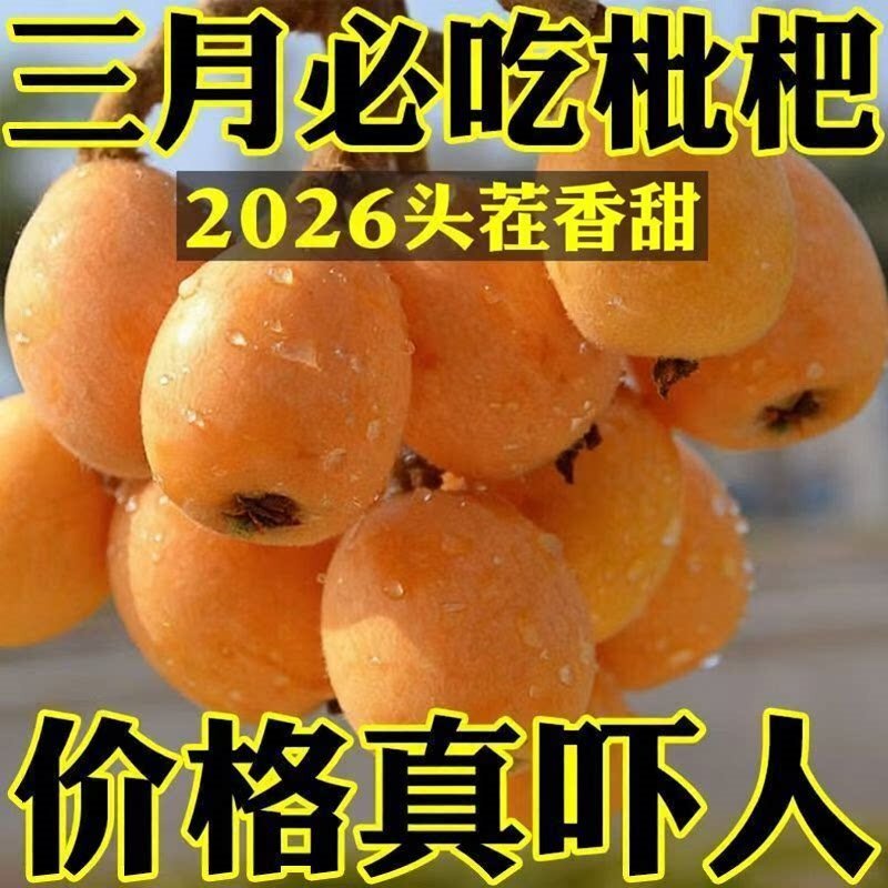云南蒙自甜枇杷当季鲜果5孕妇水果新鲜甜琵琶自然熟果园直发现摘