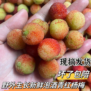 贵州野外生长新鲜泡酒青红山杨梅水果孕妇酸鲜果现摘现发500g包邮