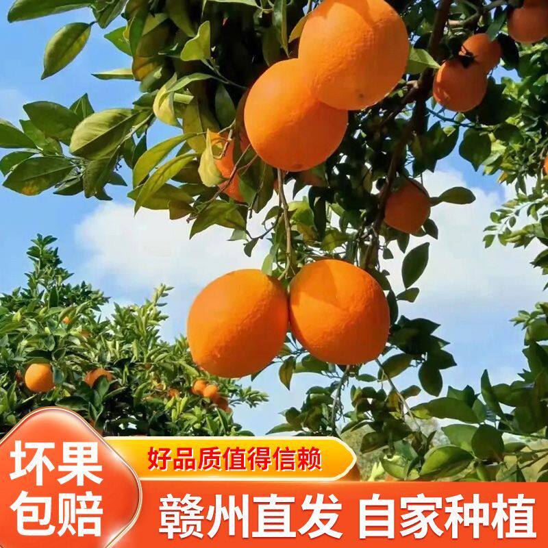 顺丰包邮江西正宗赣南脐橙当季新鲜手剥橙子孕妇小孩放心吃的水果