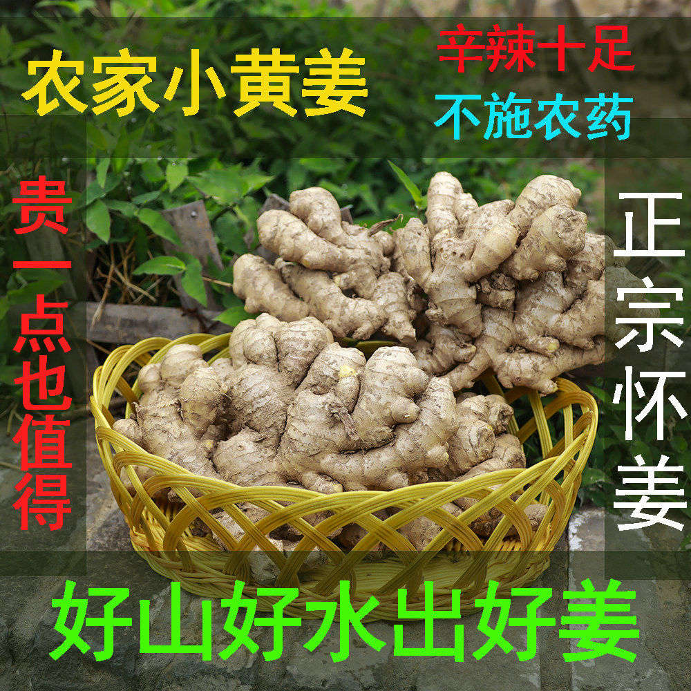 农家土姜小黄姜黄生姜嫩姜老姜月子姜新鲜焦作怀姜云南河南