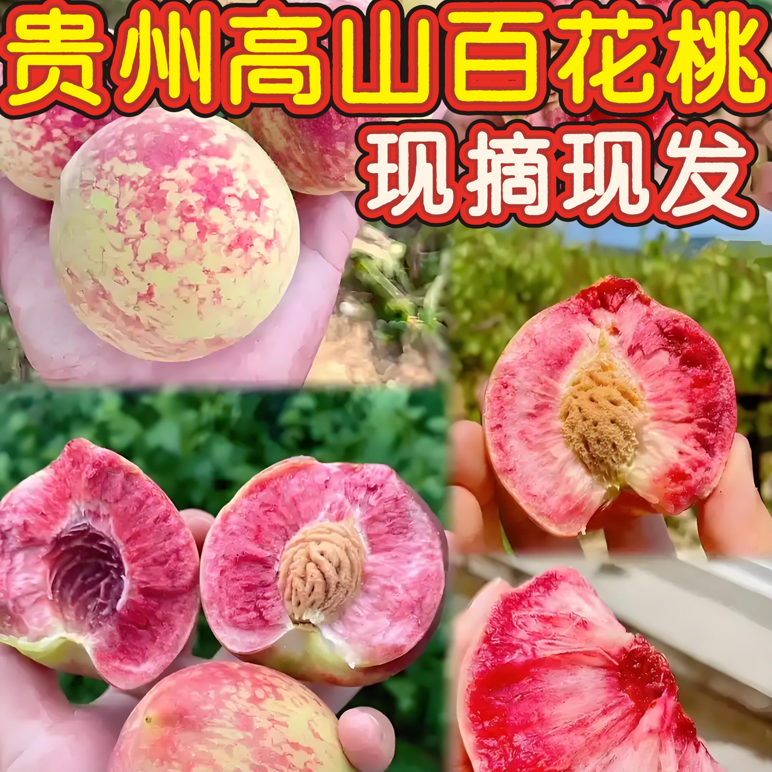 【现摘现发】贵州百花桃