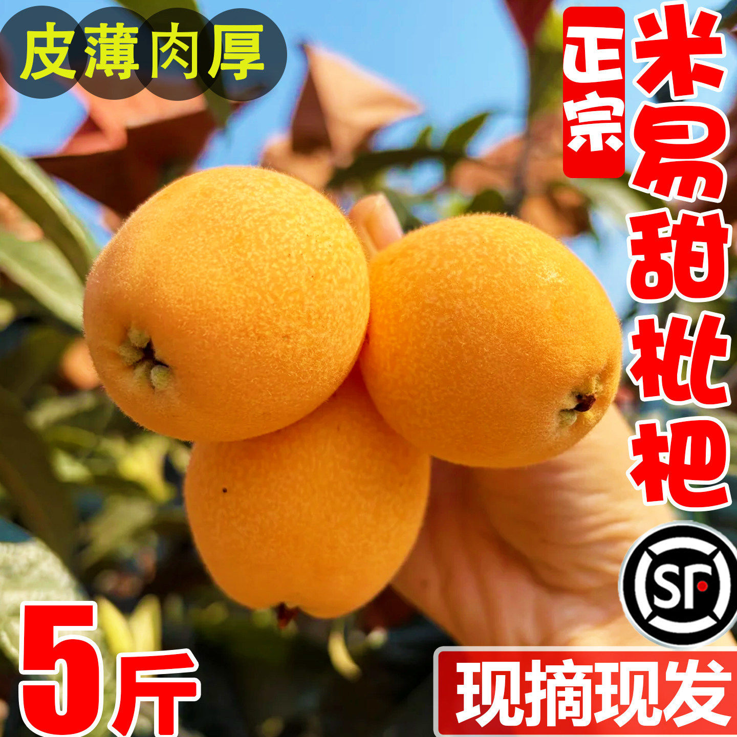 四川攀枝花米易枇杷新鲜5斤特大五星琵琶应当季水果现摘现发整箱