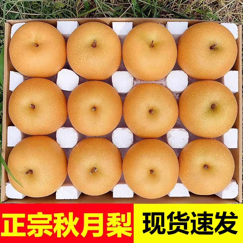 山东秋月梨正宗新鲜冰糖