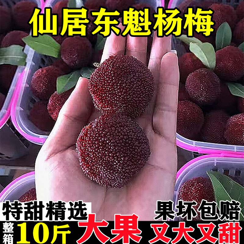 【爆甜】浙江仙居杨梅水果当季新鲜整箱10斤现摘泡酒东魁杨梅鲜果