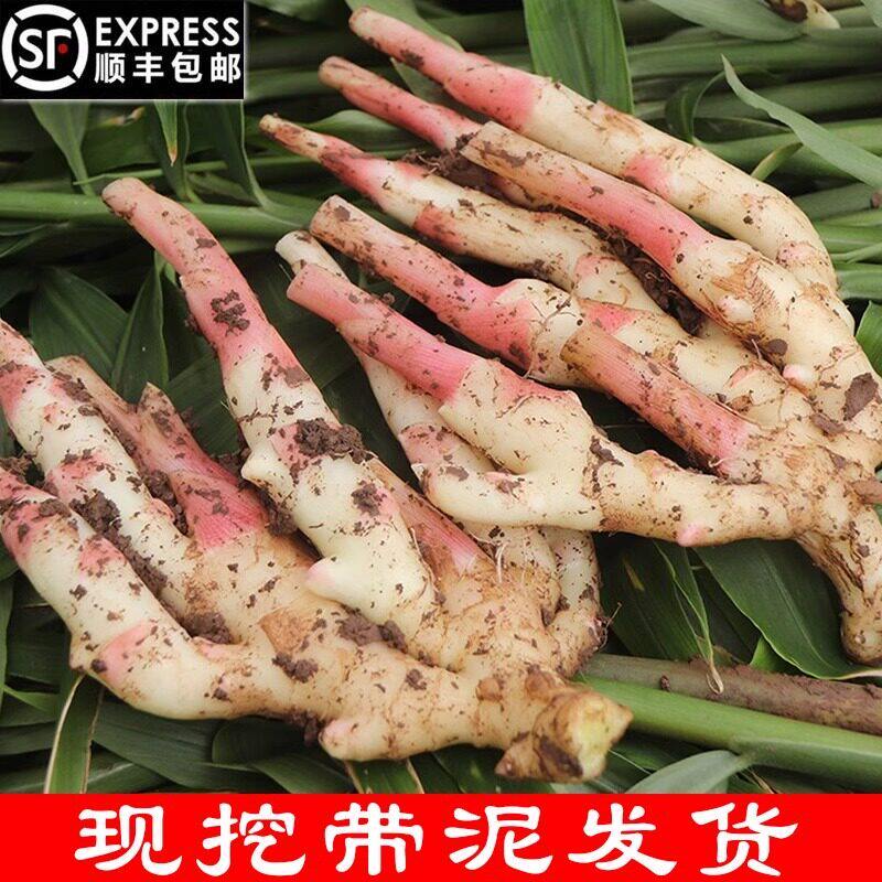 四川嫩姜新鲜仔姜生姜四川嫩姜仔姜芽新鲜嫩仔姜醋泡姜现挖犍为姜