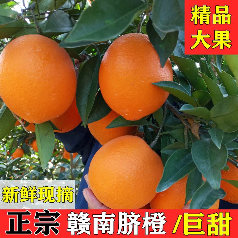 江西赣南脐橙新鲜水果10斤装果农自产自销产地直发维C之王