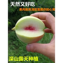 脆甜桃子江西赣南新鲜水果 正宗鹰嘴桃广东连平硬毛桃水蜜桃9斤装