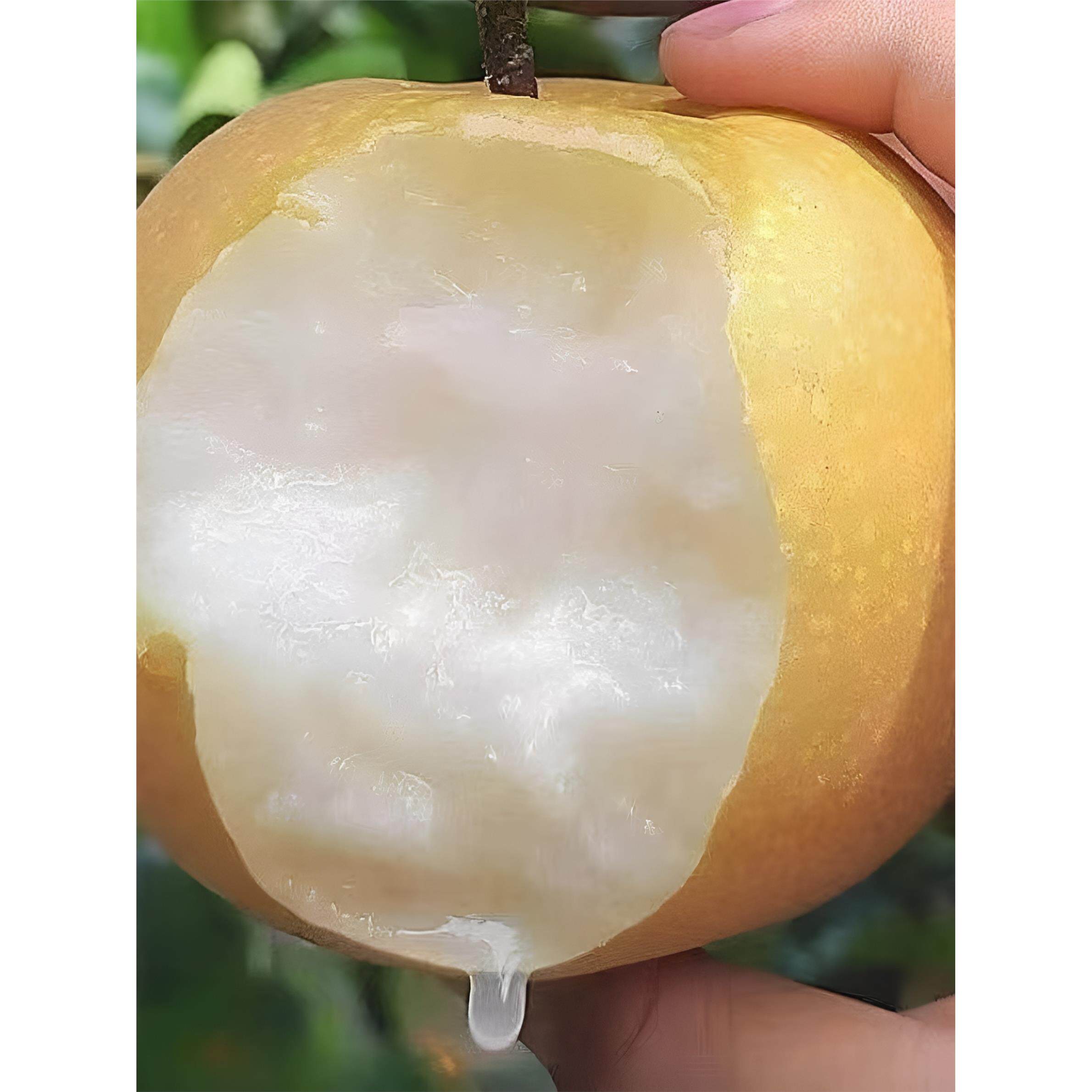 正宗秋月梨夏至蜜新玉新