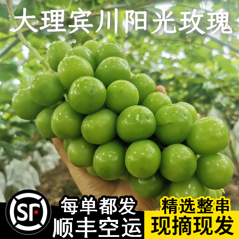 云南宾川现摘阳光玫瑰葡萄大理香印青提晴王现摘水果顺丰空运包邮