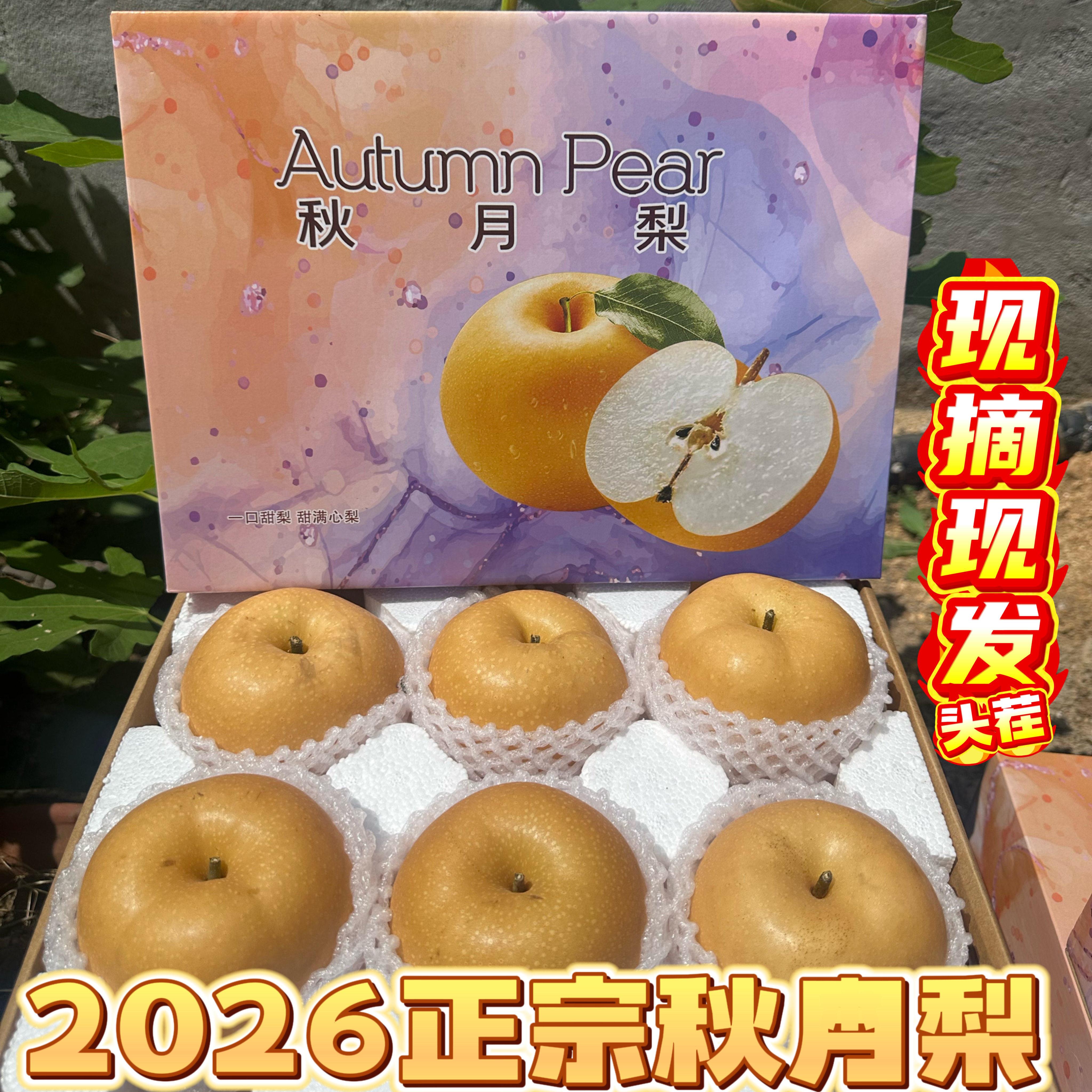 2026年山东正宗莱阳秋月