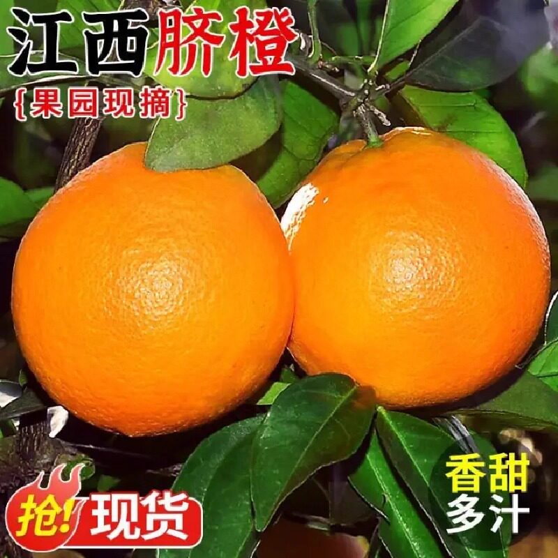 正宗江西赣南脐橙新鲜水果现摘现发赣南脐橙产地直发汁水甘甜包邮