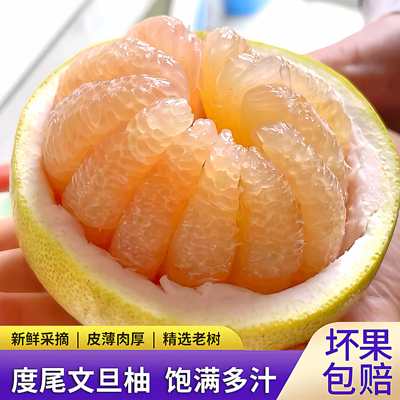 福建仙游度尾文旦柚清甜多汁孕妇当季新鲜水果现摘现发无孔蜜柚子