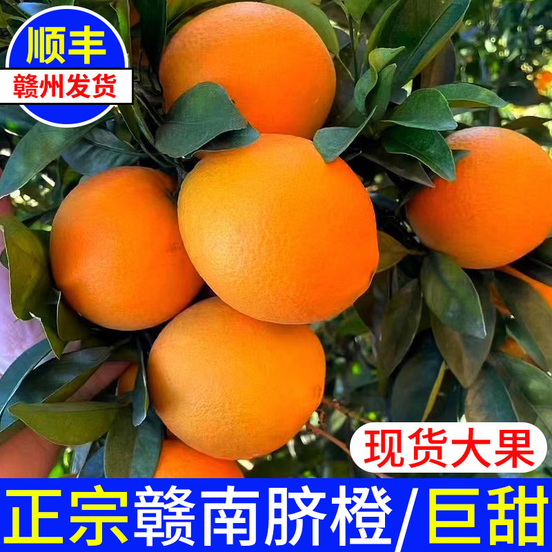 正宗赣南脐橙信丰橙子新鲜现摘现发江西赣州产地直发孕妇水果