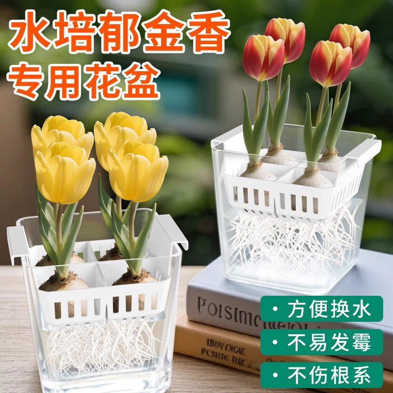郁金香水培花盆塑料透明方形玻璃器皿风信子种球水养花瓶定植篮框