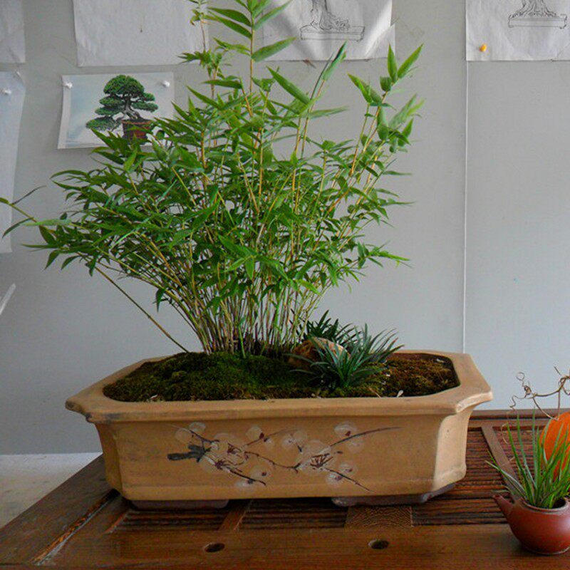 四季长青米竹苗盆栽竹子阳台室内绿植观赏竹子凤尾竹小竹子盆景