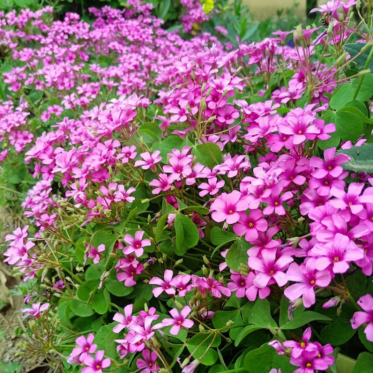 三叶草绿叶红花酢浆草阳台花园庭院喜阴植物树下小草花多年生耐寒