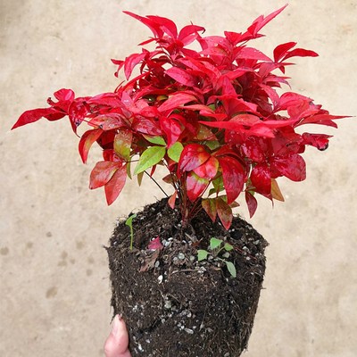 火焰南天竹南天竹苗秋冬季花卉植物花园庭院阳台耐寒室内外盆景观