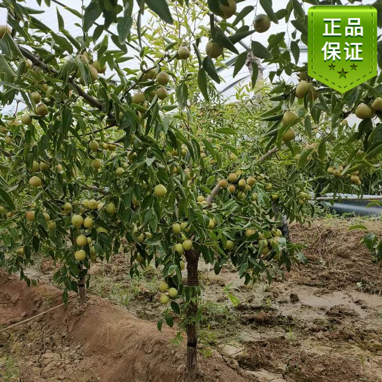 特大枣二代冬枣个大皮薄脆甜嫁接枣苗脱毒枣树苗庭院包活顺丰包邮