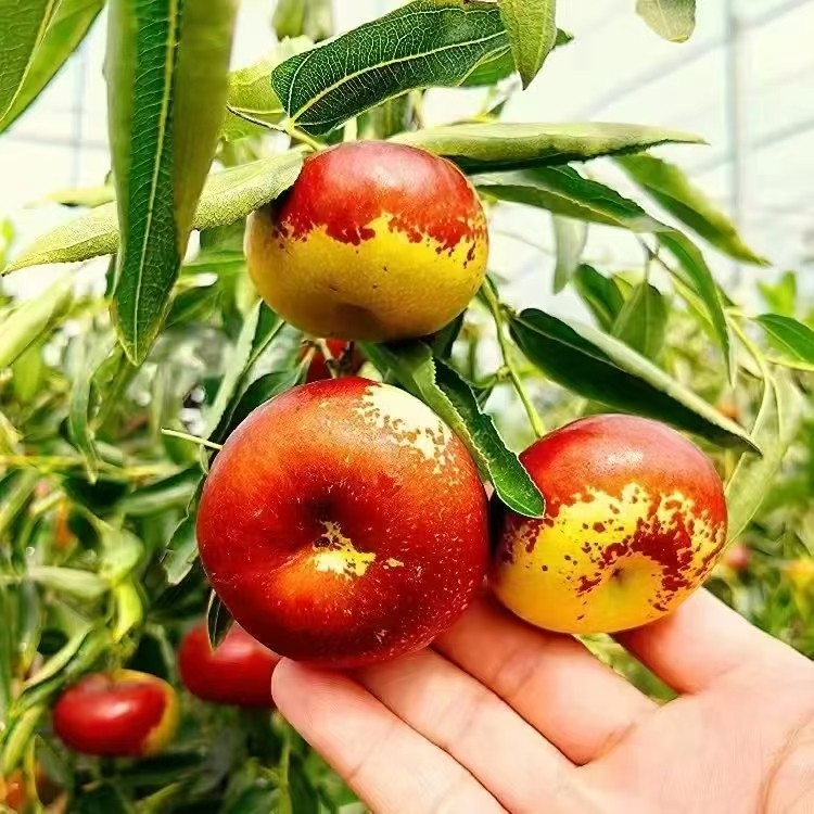 油蟠粹枣蟠枣苗沾化冬枣芽变龙蟠枣苗个头大甜脆无比行业界的黑马