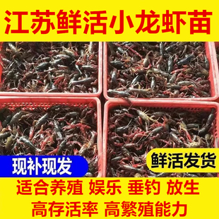 小龙虾苗种虾抱卵食用江苏养殖水产繁育淡水活体龙虾种幼苗小虾苗