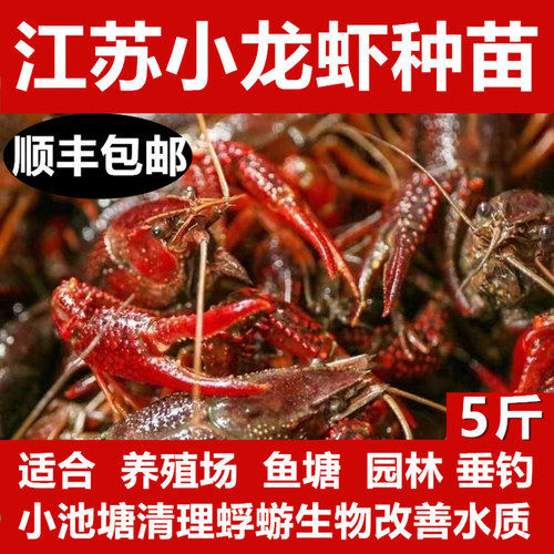 小龙虾苗种虾抱卵食用江苏养殖水产繁育淡水活体龙虾种5斤旗舰店
