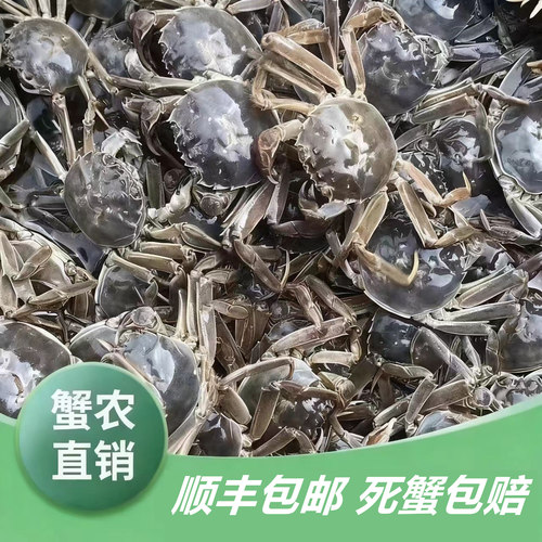 鲜活六月黄螃蟹香辣蟹顺丰包邮