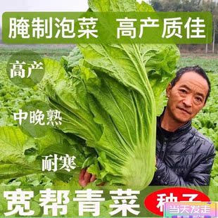 宽帮青菜种子腌渍泡菜酸菜腌菜四川芥菜中熟大叶高产秋播蔬菜种子