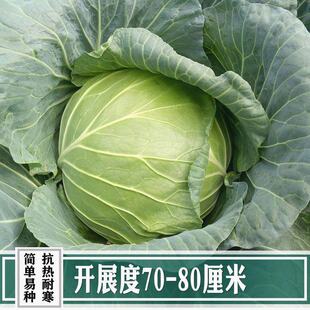 京丰一号甘蓝种子高产秋播阳台蔬菜种孑包菜种子农家菜园卷心菜籽