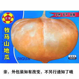 牧马山凉薯种子水果地瓜种籽特大白瓤香甜早熟沙葛土瓜春夏瓜果籽
